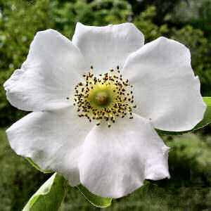 Rosa laevigata