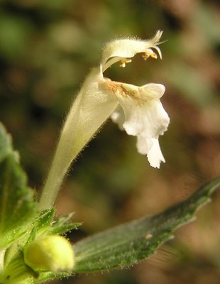 Galeopsis segetum
