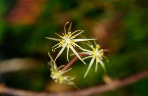 Idaho goldthread