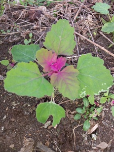 Purple tipped Lamb's Quarters - 100 seeds
