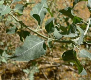 Quail Bush