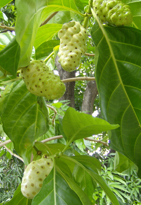 Morinda citrifolia