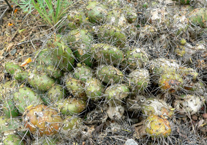 Prickly Pear