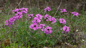 Rose Verbena