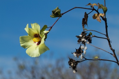 Gossypium barbadense