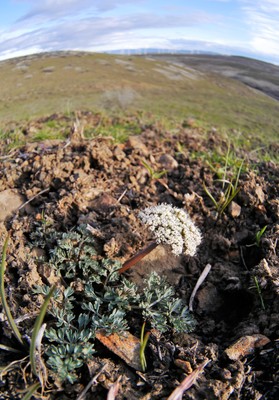 Lomatium canbyi