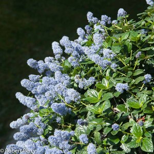 Yankee Point Carmel Ceanothus