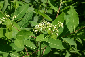 Indian Hemp