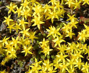 Common Stonecrop