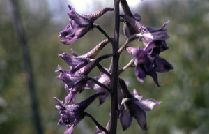 Giant Larkspur