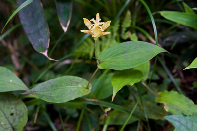 Tricyrtis latifolia