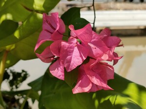 Bougainvillea