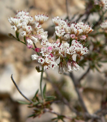 Eriogonum microthecum