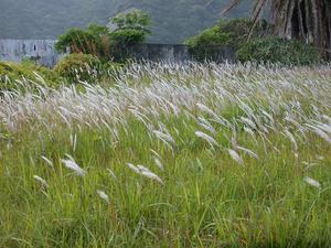 Cogongrass