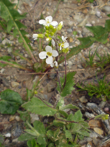 Alpine Rock Cress