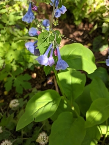 Virginia bluebells