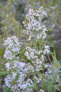 White Arrowleaf Aster