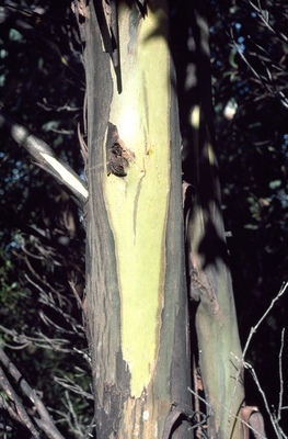 Eucalyptus johnstonii