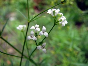 Dyer's Woodruff