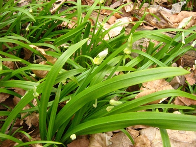 Allium paradoxum