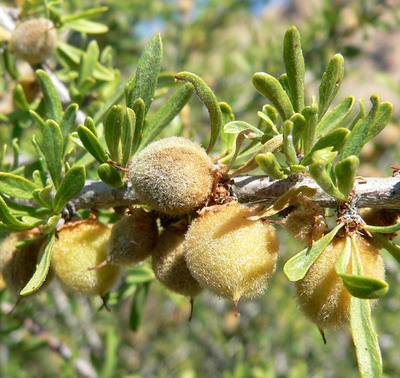 Prunus fasciculata