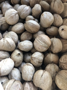 Shagbark hickory nuts