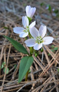 Lanceleaf Spring Beauty