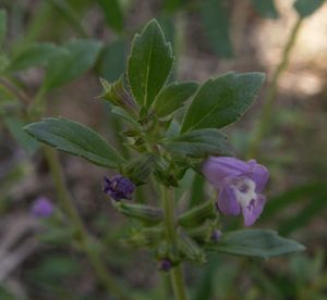 Basil Thyme