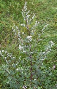 Common Mugwort