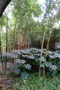 Half-Black Bamboo