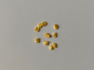 Bird's Eye Chili / Thai Chili Seeds (Capsicum annuum)