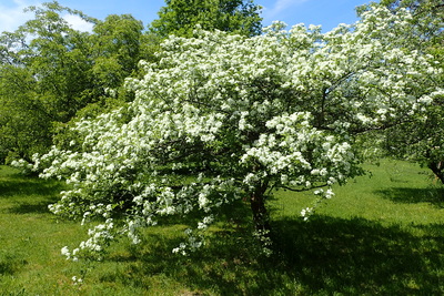 Crataegus meyeri