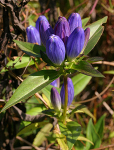 Closed Bottle Gentian