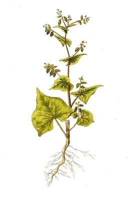 Fagopyrum tataricum