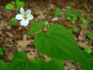 Canada Violet