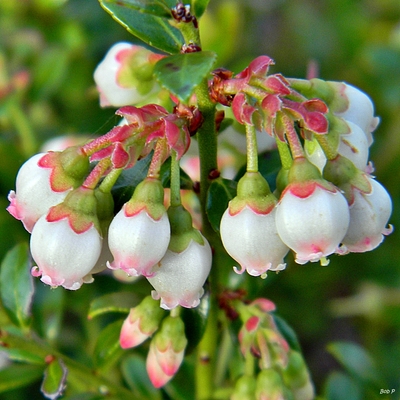 Vaccinium myrsinites