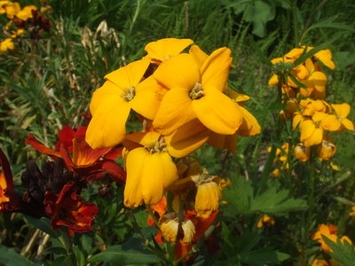 Erysimum cheiri