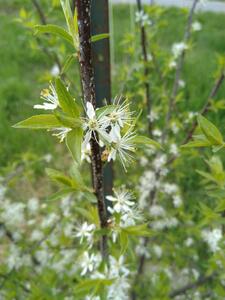 Plum blossoms