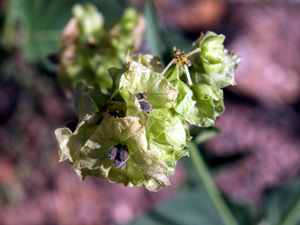 Wild Four O'clock Plant