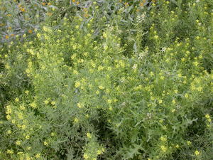 Tansy Mustard