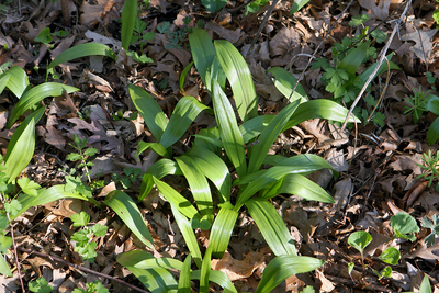 Allium tricoccum