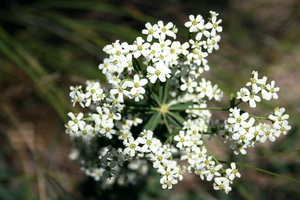 Wild Spurge