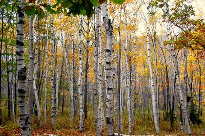 Betula papyrifera