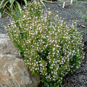 Georgia Calamint