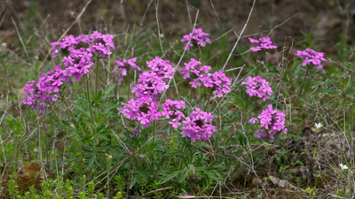 Glandularia canadensis