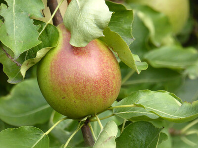 pear_creativecommons