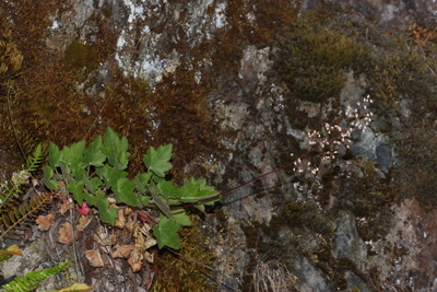 Heuchera micrantha