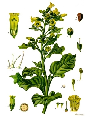 Nicotiana rustica