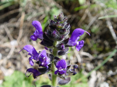 Salvia verbenaca