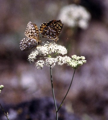 Perideridia oregana